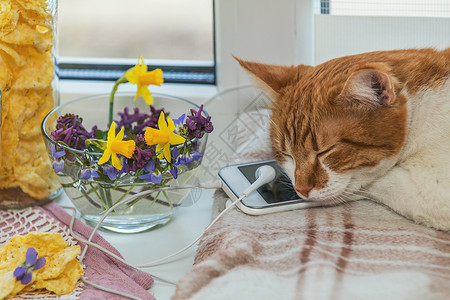 手机和耳机上睡着的红白猫美味的营养谷物面包和窗台上的春花图片