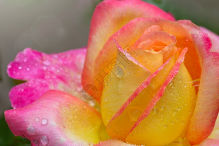带水滴的粉色和黄色玫瑰明亮的黄色和粉红色多彩图片