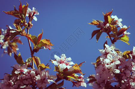 阳光明媚的春天背景与开花优质的背景图片
