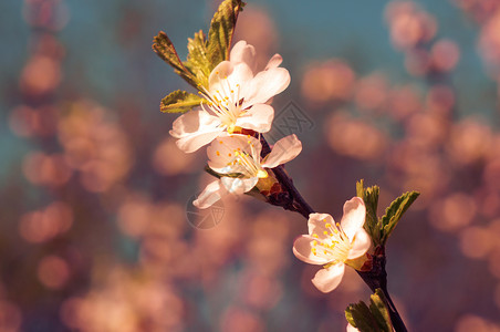 阳光明媚的春天背景与开花优质的背景图片