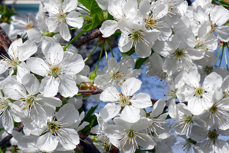 春天开花的樱桃木特写图片