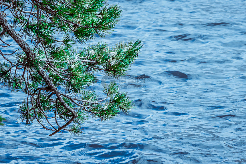 在蓝色湖水河背景的绿色杉木分支图片