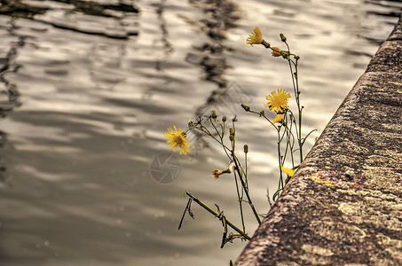 荷兰勒维海文奎伊的混凝土边上生长着黄花的小植物图片
