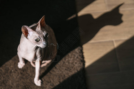 一只宠物猫是DonSphynx在光线高清图片