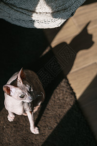 一只猫在光线中的唐斯芬克斯的宠物用影子坐图片
