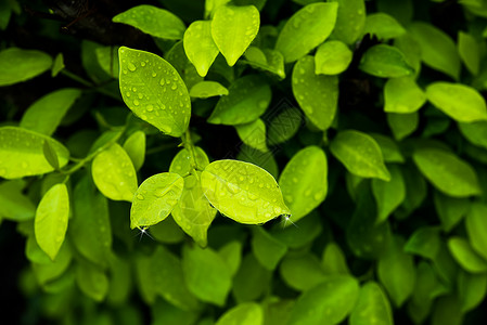 雨季叶上落水的洛蒂菲格树FicusaltisimaB图片