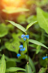 白花的蓝色花朵Comelinadiffusa图片