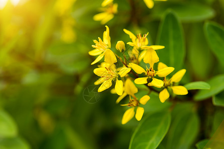 黄金蜂或金色露天花朵ThryallisglaucaK图片