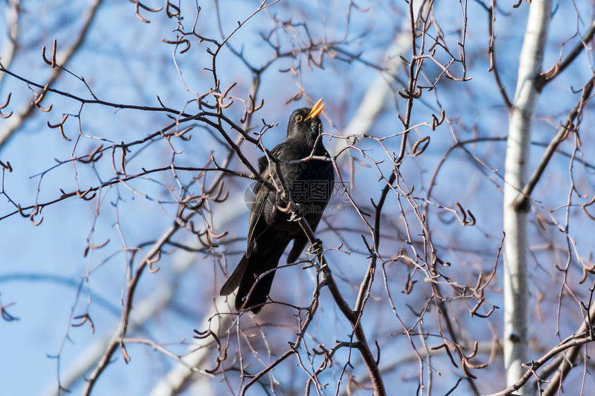 美丽的春天标志一个阳光照耀的男黑鸟图片