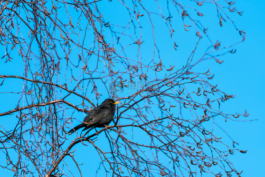 坐在树上唱着黑鸟的歌一个美图片