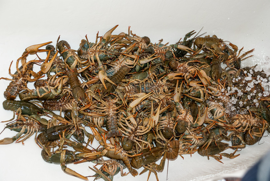 很多活生的绿龙虾在白浴池里浸图片