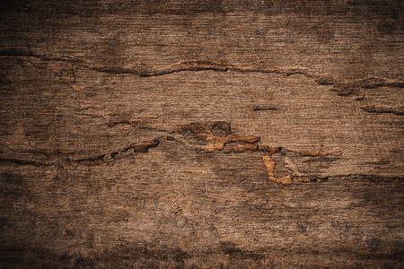 木白蚁的木材腐烂图片