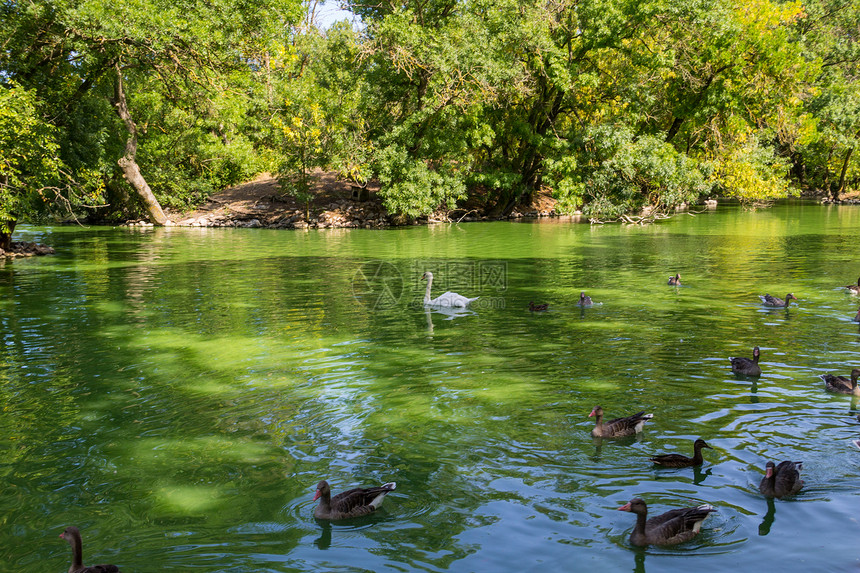 白天鹅和鸭子在湖中游泳图片