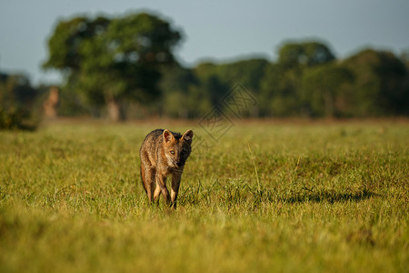 自然栖息地中的野生麦孔大自然中美妙的夜光南美野生动物Cerdo图片