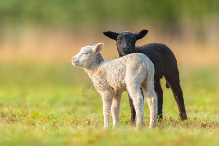 可爱的不同黑白小羊在牧场上背景图片