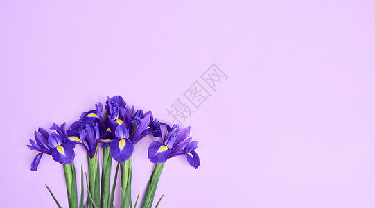 用紫色彩虹花在紫色背景空间用于文本的贺卡图片