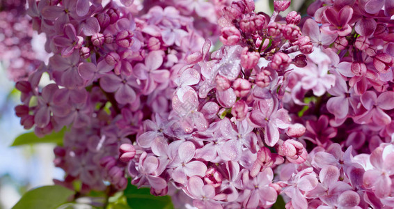 紫色和粉色的花朵在春天花园里浪图片