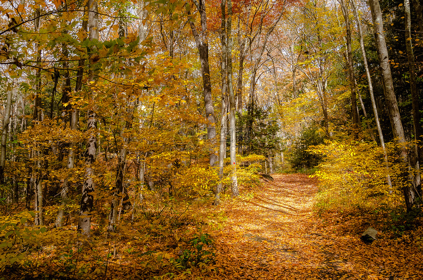 南福德瀑布州立公园秋天落叶所覆盖的荒森图片