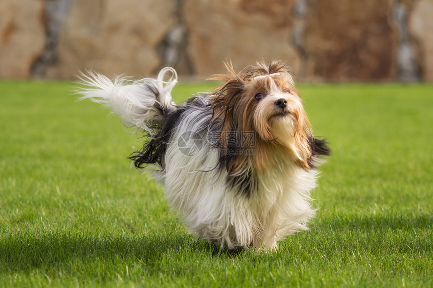 一只约克夏小猎犬正在外面的花园里玩耍图片