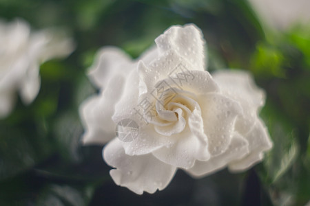 在绿色背景的美丽的白花栀子花图片