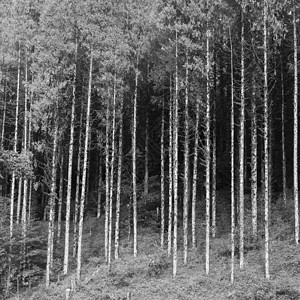 森林里的树廷布不丹图片