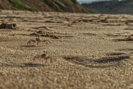 非洲莱多角海滩沙上的螃蟹安哥拉图片