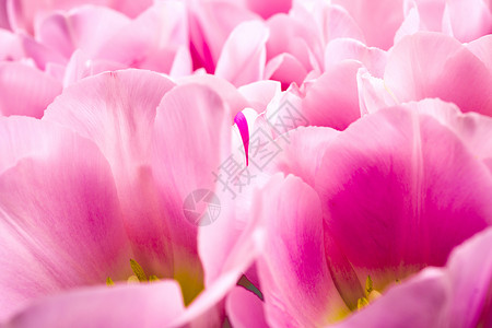 春花横幅粉红色的郁金香图片