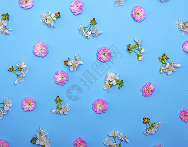 蓝色背景满身白花和粉红花朵图片