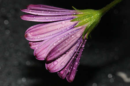 非洲雏菊花与水滴的特写图片