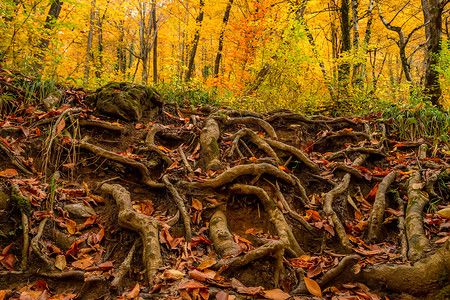秋季森林松大弯曲根的特写图片