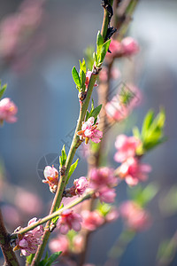 美丽的桃花枝图片