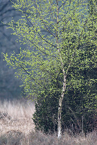 与新鲜的春天叶子的年轻白桦树图片