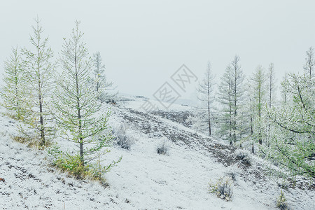第一场雪下山谷里的杉树背景图片