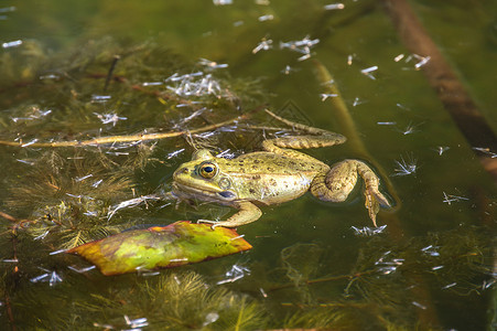 西班牙马德里皇家植物园池塘青蛙中图片