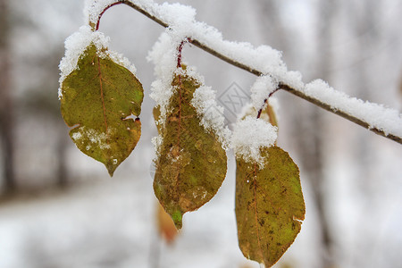 第一雪下的树上三叶子冬天的开始图片