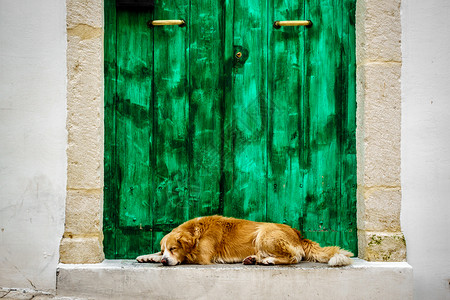 一只狗在绿门前休息的景象图片