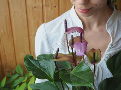 室内植物的培育女园丁保持红掌花图片