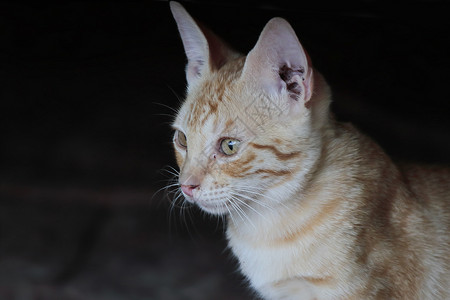 在肉桂色猫的水平图片