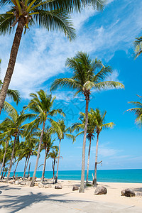 夏季热带海滩椰子棕榈树的景观夏季背景概图片