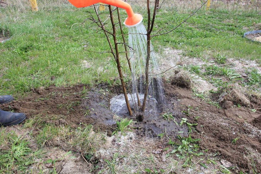 种植一棵树紧贴在园圃里耕种树木和浇水图片