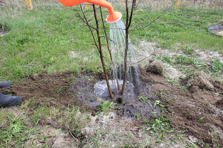 种植一棵树紧贴在园圃里耕种树木和浇水图片