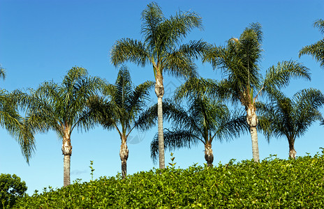 蓝天下的棕榈树加利福尼亚图片