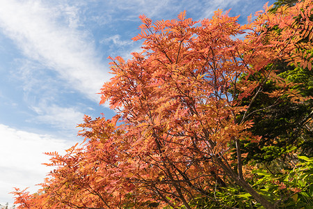 秋天的红叶和树木图片
