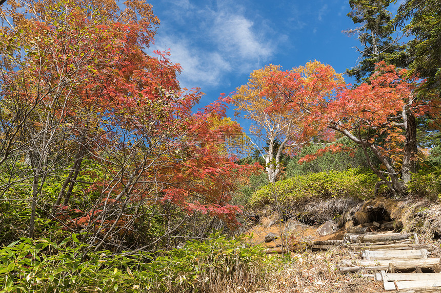 日本秋天的红叶和树木图片