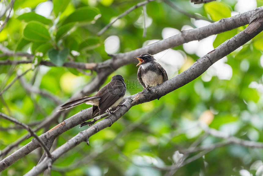 两只鸟马来西亚的PiedFantailRhipidurajavanica黑白颜色是夫妇朋友或兄弟图片