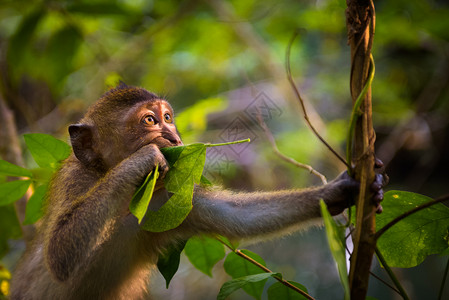 泰国一只有趣的猕猴在玩树叶的画像图片