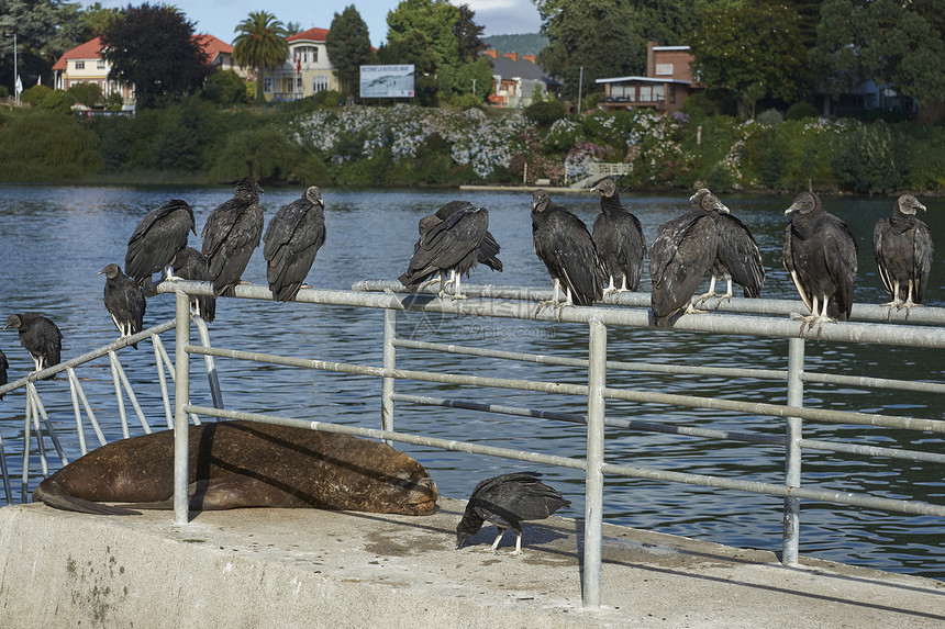 黑秃鹫Coragypsatratus栖息在智利南部瓦尔迪维亚海滨码头上的南海狮Otariaflavescens图片