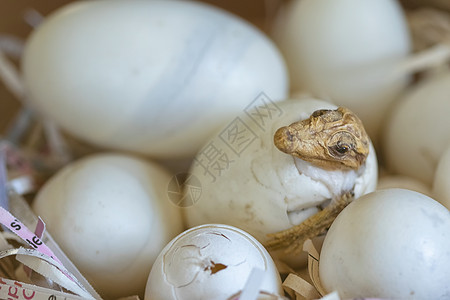 鸡蛋中的鳄鱼化石图片