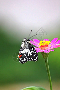 石灰蝴蝶图片