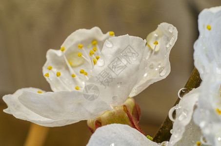 春天雨后的杏花在苏打水滴中图片